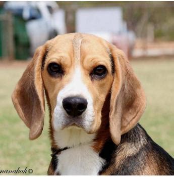 Beagle breeders near me - Beagles are great for hunting pheasant, quail, and hares. Beagles were first bred in Essex, England. Beagles date back to the 1830's Sadly, Beagles are often used for medical …
